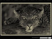 DJH Images